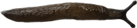 Deroceras laeveSUMPSNIGEL4,5 × 21,3 mm